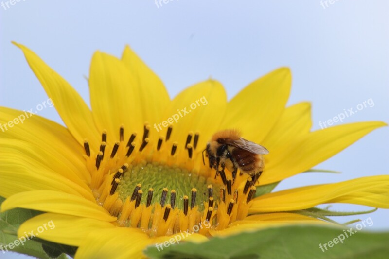 Bourdon Nature Yellow Flower Forage Foraging