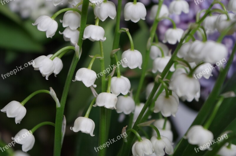 White Lilies Of The Valley Flowers Plant Spring Free Photos