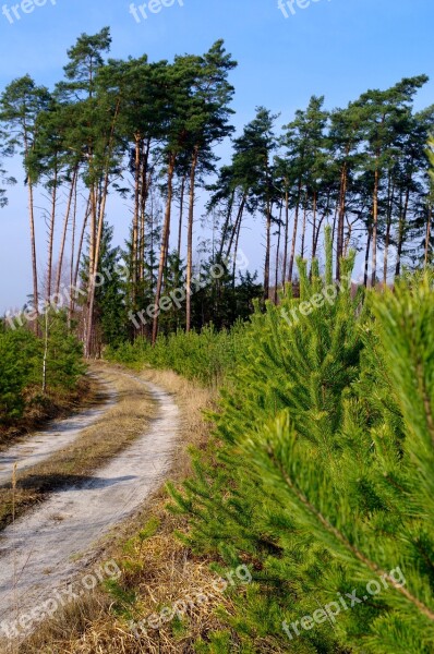 Forest The Road In The Forest Tree Nature Free Photos