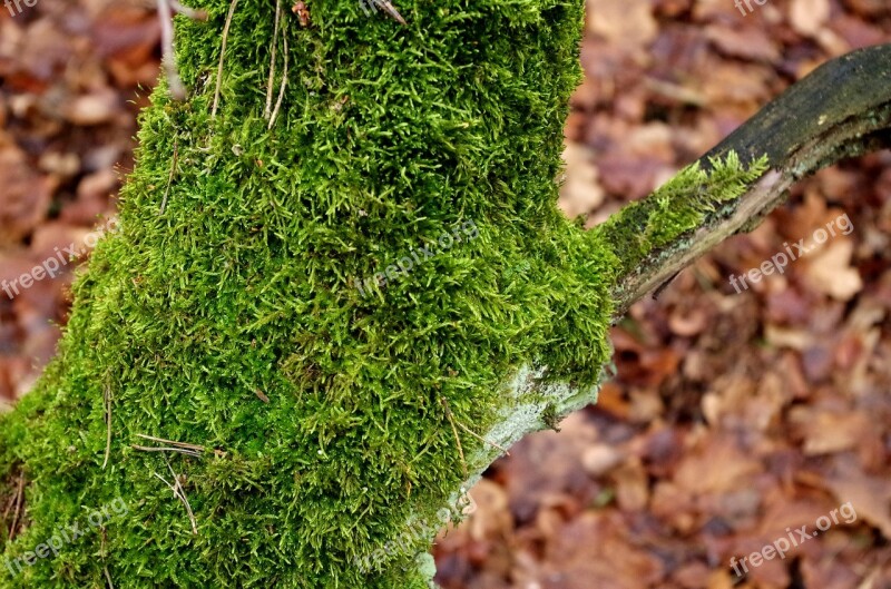 Mossy Trunk Moss Tree Forest Free Photos