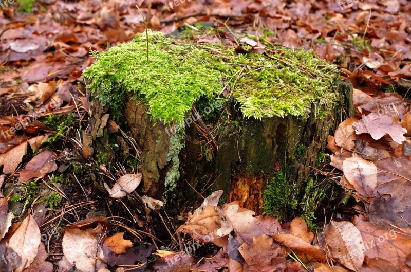 Próchniejący Stock Moss Tree Free Photos