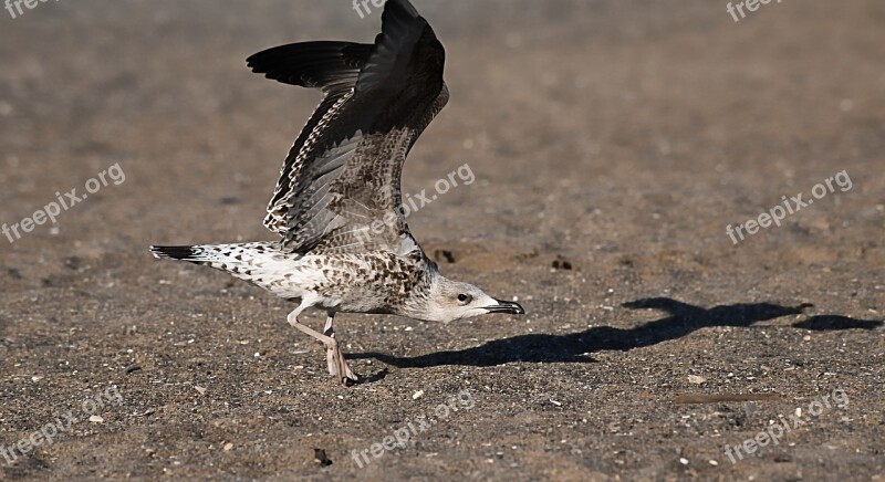 Seagull Bird Sea Bird Flying Seagull Feathers