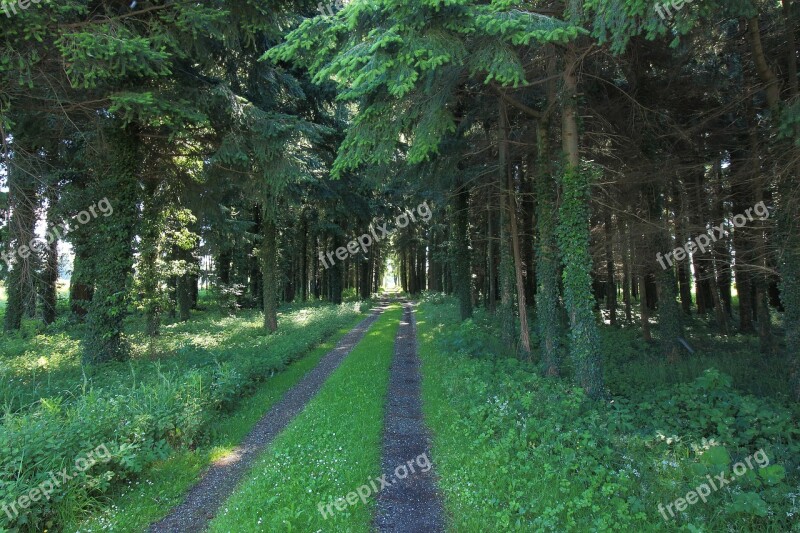 Forest Forest Path Trees Away Grass