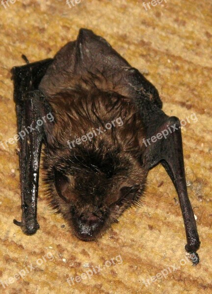 Little Brown Bat Little Brown Myotis Myotis Lucifugus Moneymore Ontario