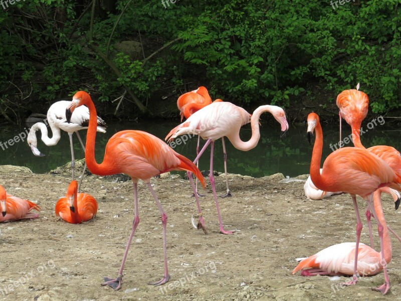 Zoo Bird Nature Animals Environment