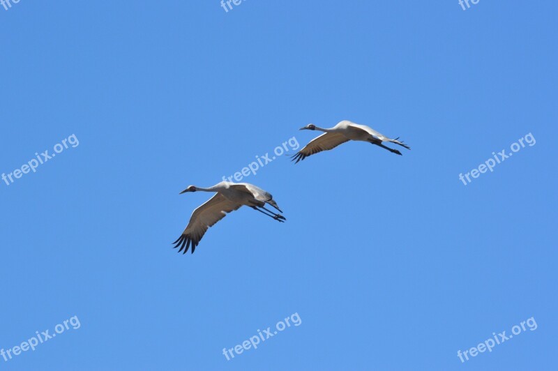 Blue Sky Birds Flight Nature Fly