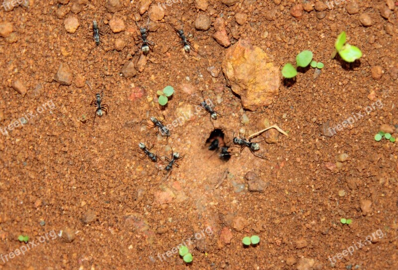 Black Ants Ants Ants From Home Nature Nest