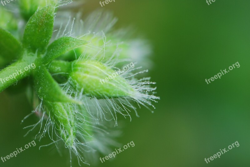 Dewdrop Bud Close Up Drop Of Water Macro