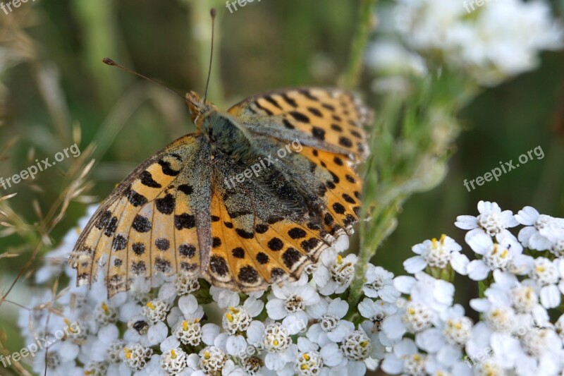 Butterfly Brown Insect Mackerel Public Record