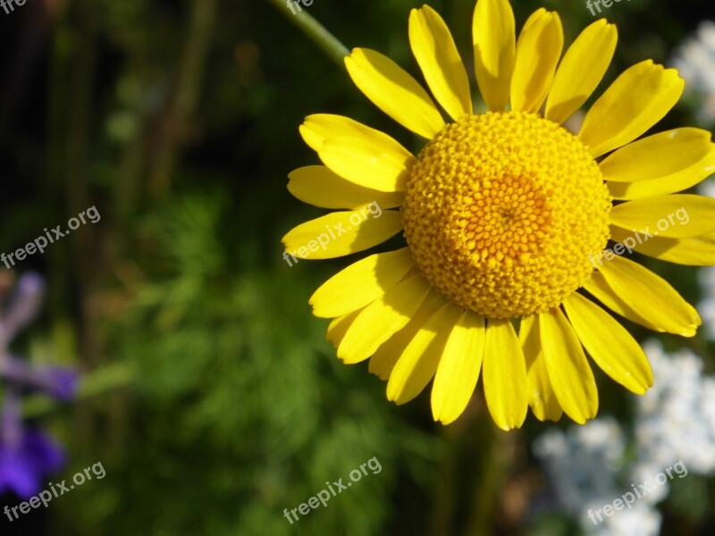 Coneflower Pallida Blossom Bloom Yellow