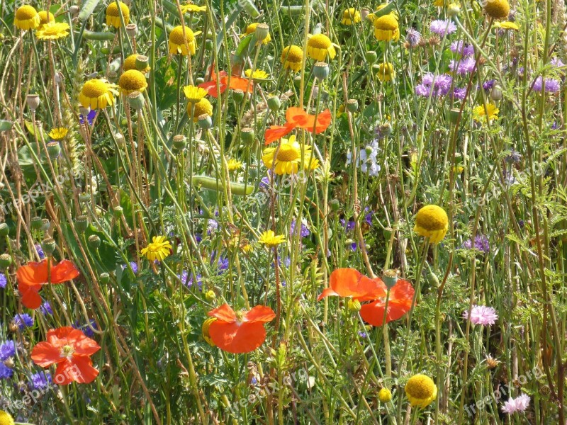 Flower Meadow Colorful Coneflower Poppy Flower Cornflowers