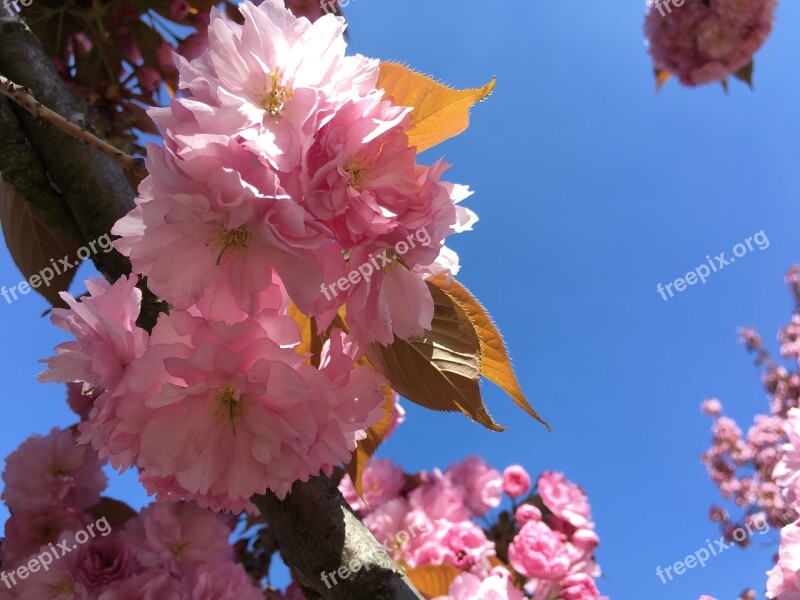 Spring Flower Pink Japanese Cherry Nature