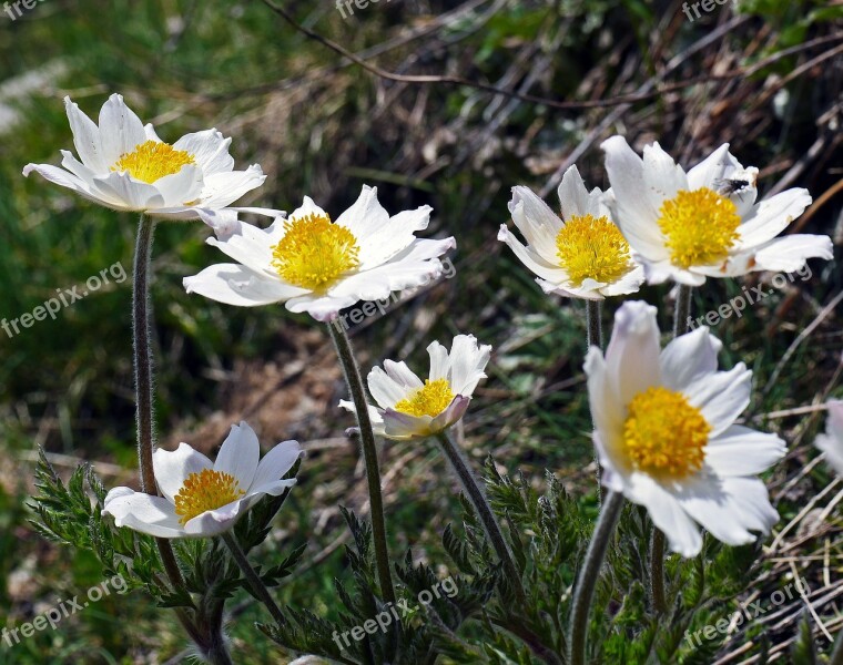 Alpine Anemone Alpenkuhschelle Maritime Alps South Of France High Mountains