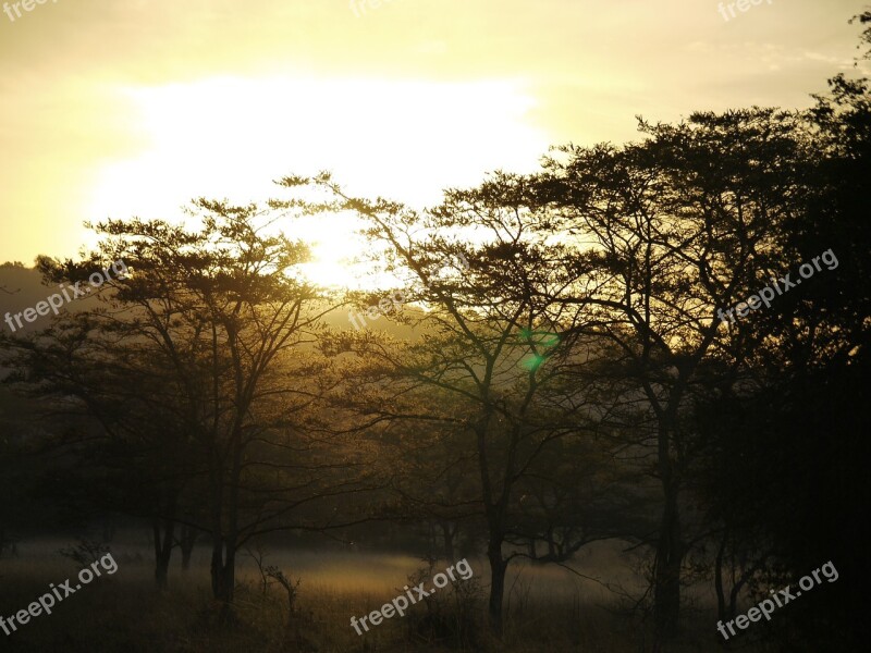 Acacia Wood Morgenstimmung Uganda Ground Fog Lake Mburro