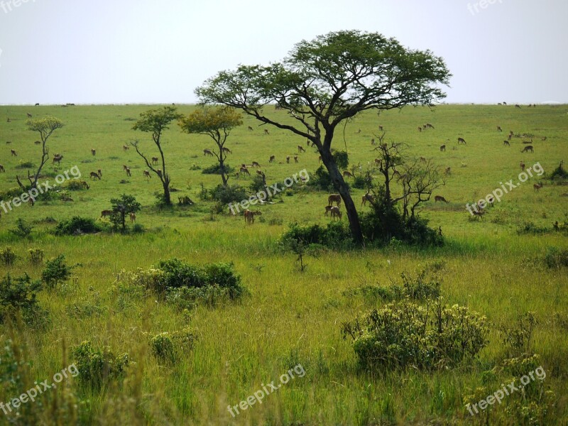 Savannah Uganda Wild Animals Freedom Wide