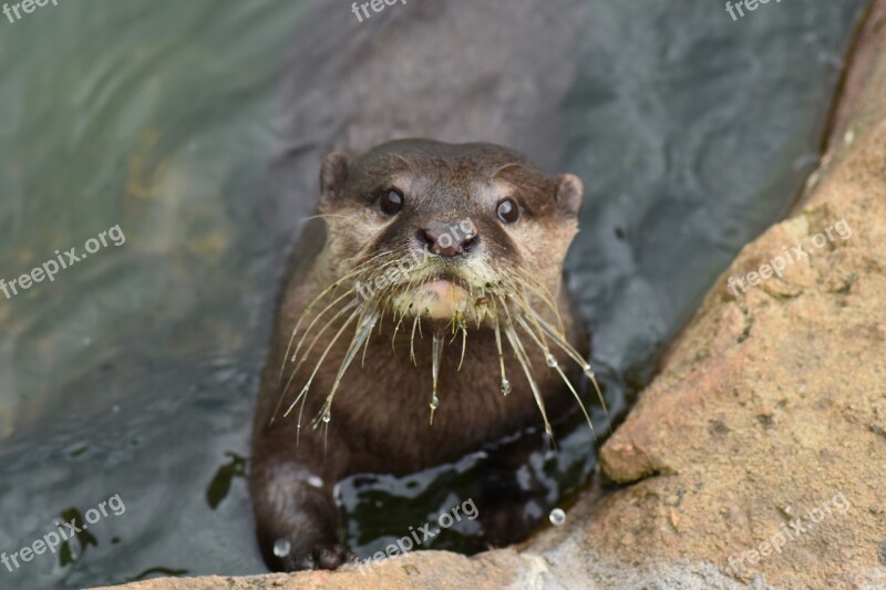 Otter Animal Water Wildlife River