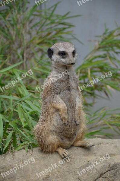 Meerkat Zoo Making Males Portrait Nature