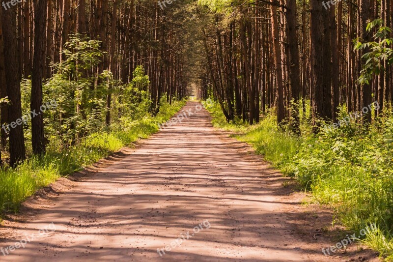 Forest Summer Nature Tree Sunny Day