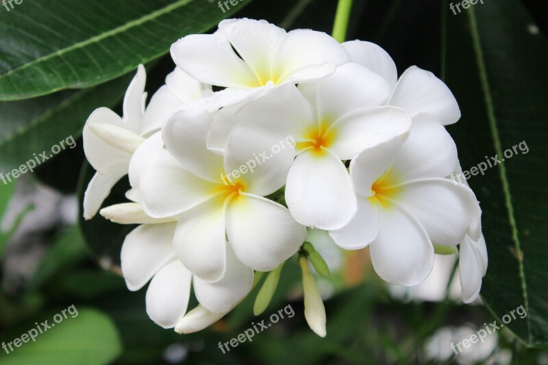 Flowers Garden White Flowers White Bouquet