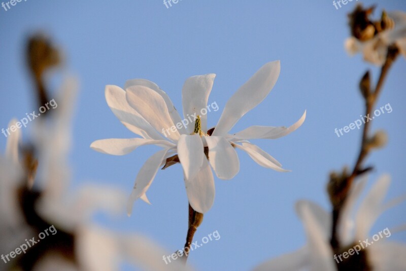 Star Magnolia White Blossom Bloom Magnolia