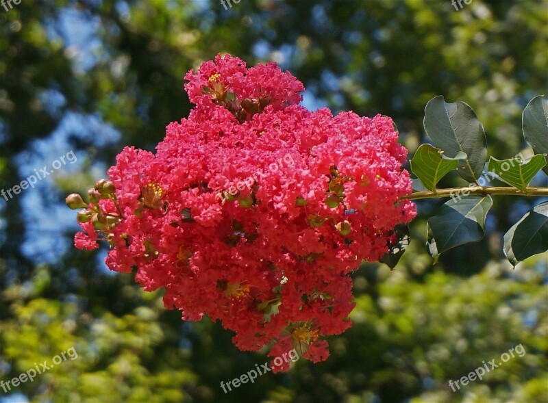 Crepe Myrtle Blossoms Crepe Myrtle Flower Blossom Bloom