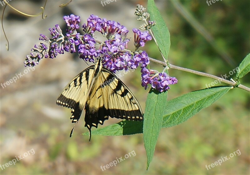 Tiger Swallowtail Butterfly Bush Butterfly Insect Animal