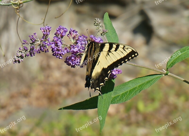 Tiger Swallowtail Butterfly Bush Butterfly Insect Animal