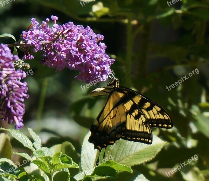 Tiger Swallowtail Butterfly Bush Butterfly Insect Animal