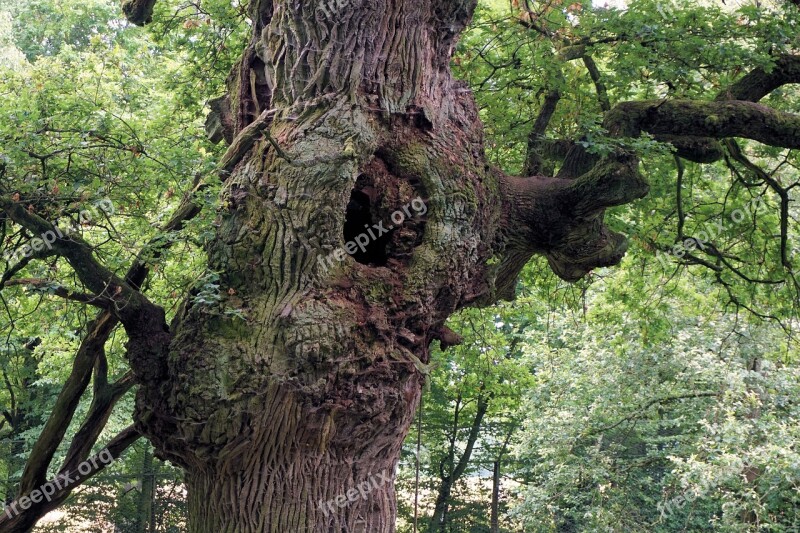 Oak Tree Tribe Bark Old