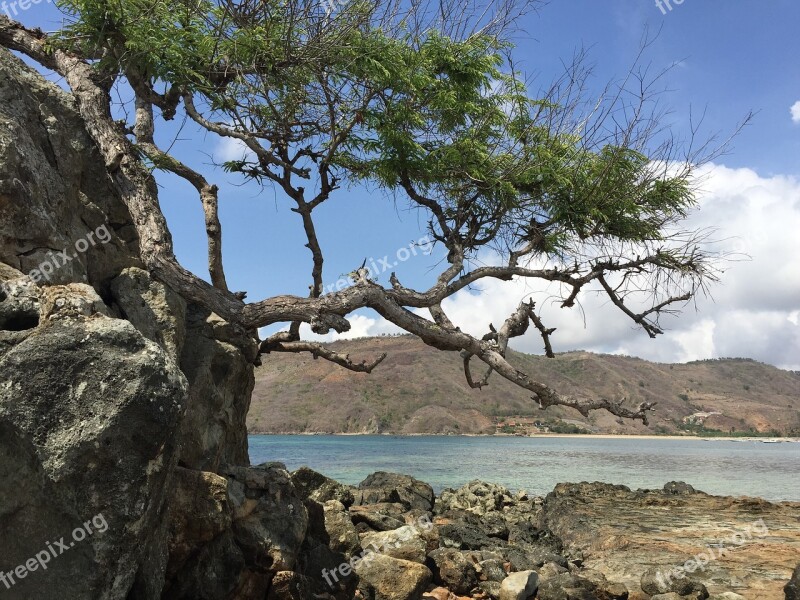 Lombok Beach Indonesia Landscape Tree