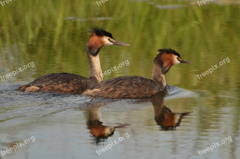 Bird Grebe Waterfowl Torque Water