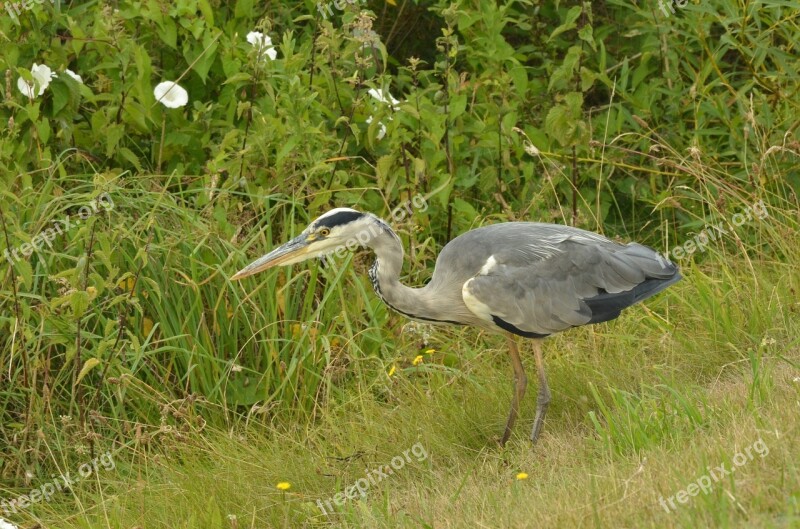 Heron Bird Blue Beak Hunting