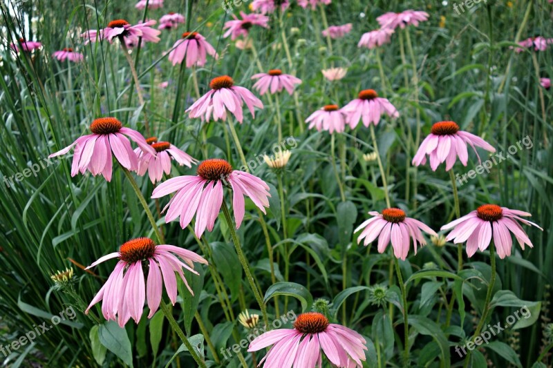 Cone Flower Purple Cone Flower Echinacea Purpurea Medicinal Homeopathic