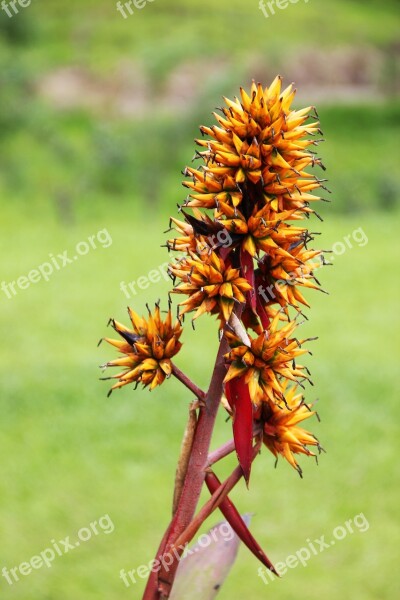 Exotic Flower Botany Flora Blossom Bloom