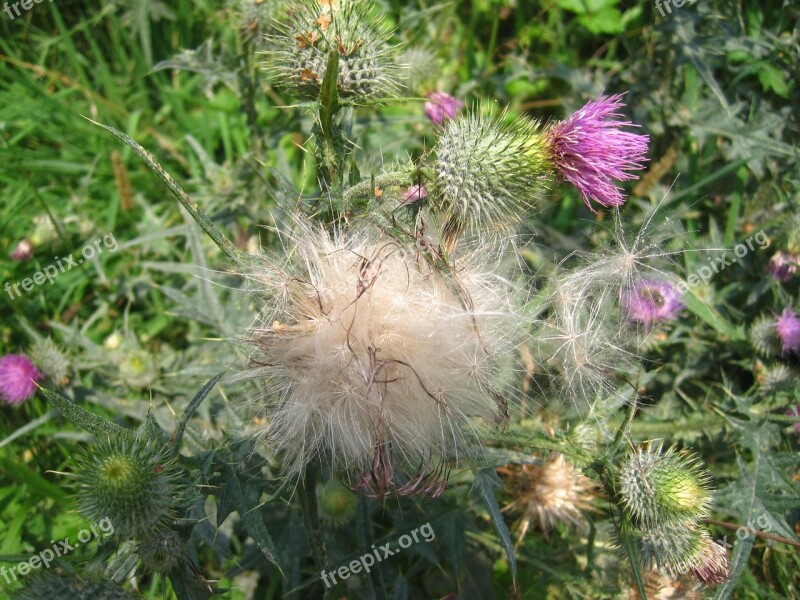 Thistle Flower Seeds White Nature Summer