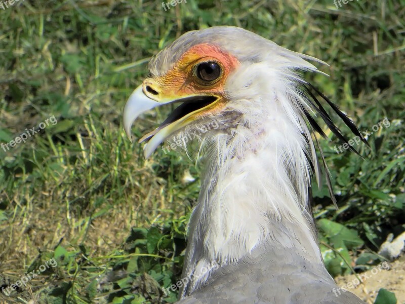 Egypt Serpentaire Sagittariidae Bird Messenger