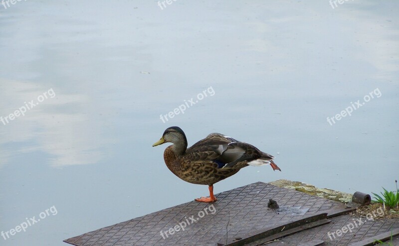 Wild Ducks Waterfowl Nature Free Photos