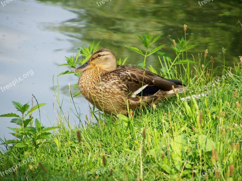 Wild Ducks Waterfowl Nature Free Photos