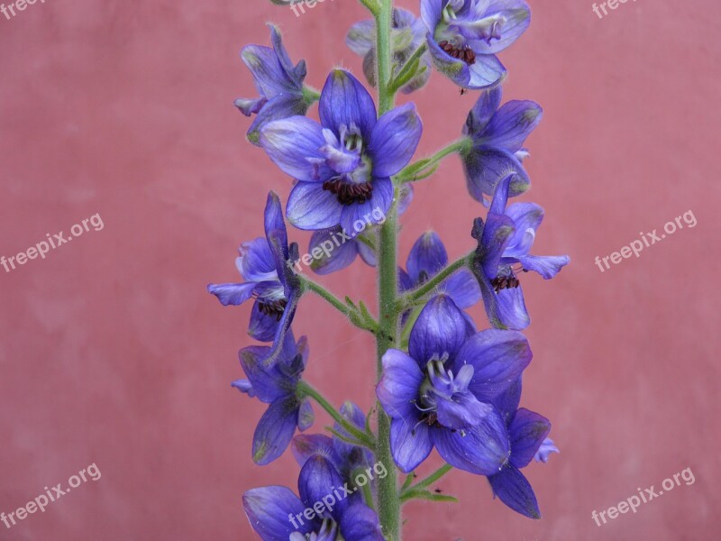 Delphinium Aconite Blue Flower Free Photos