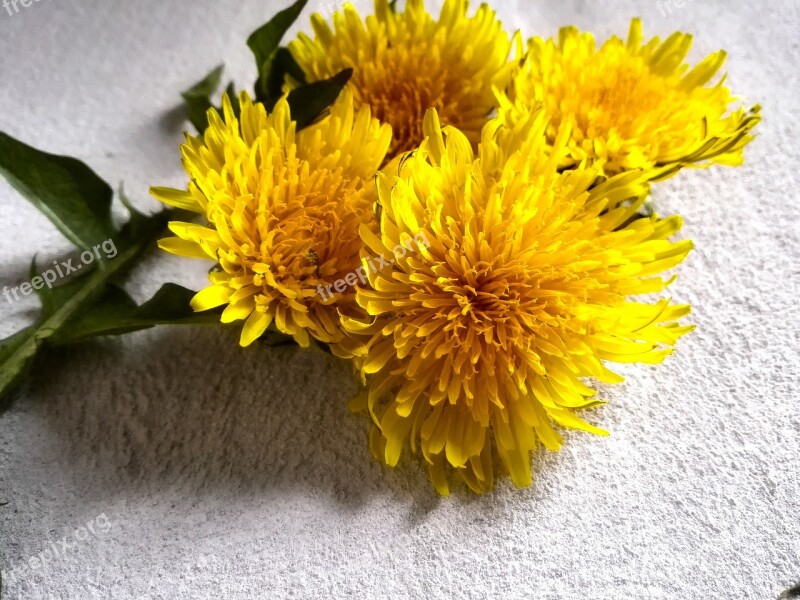 Nuns Doctor's Office Dandelion Sonchus Oleraceus Spring