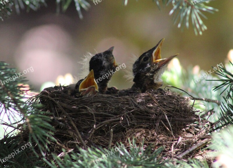 Robin Birds Baby Robins Robins Nest Nest