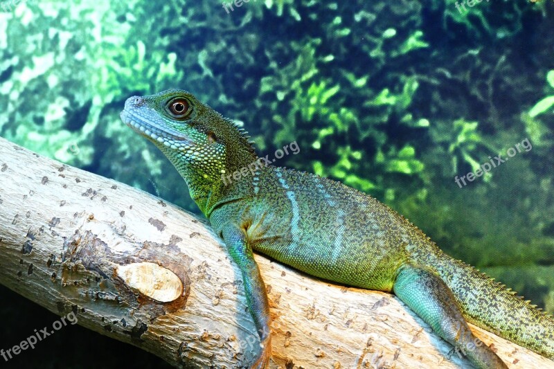 Chinese Water Dragon Lizard Dragon Water Animal