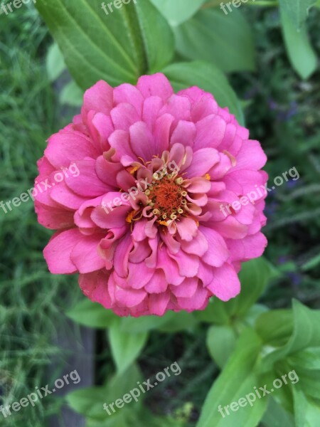 Flower Zinnia Summer Yellow Garden