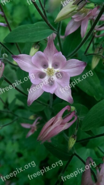 Columbine Flower Germany Spring Symmetry