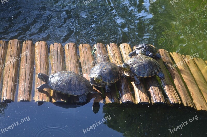 Turtles Botanical Garden Rio De Janeiro Nature Forest