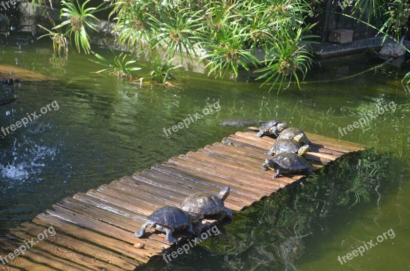 Turtles Botanical Garden Rio De Janeiro Nature Forest