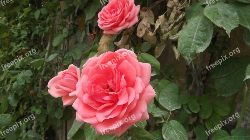 Rose Flower Pink Nature Love