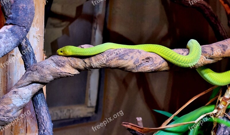 Snake Green Mamba Highly Toxic Green Dangerous