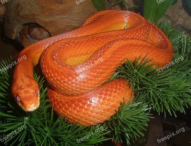 Corn Snake Snakes Terraristik Non Toxic Scale