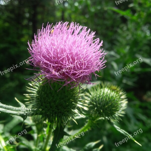 Thistle Flora Flower Wildflower Ontario